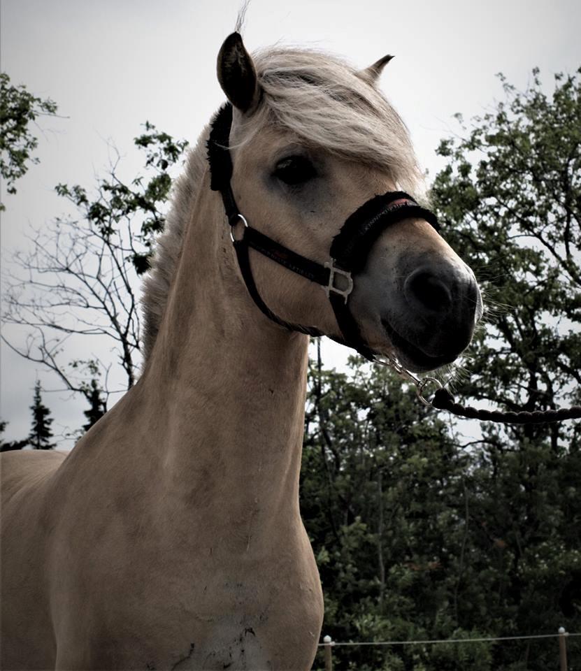 Fjordhest Tornhøjs Kalle - Selfie fra da han var yngre billede 3