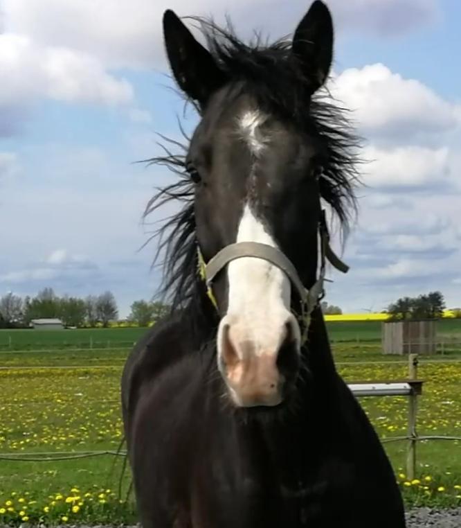 Dansk Varmblod Sundhøjs Duke (Duggie) billede 1