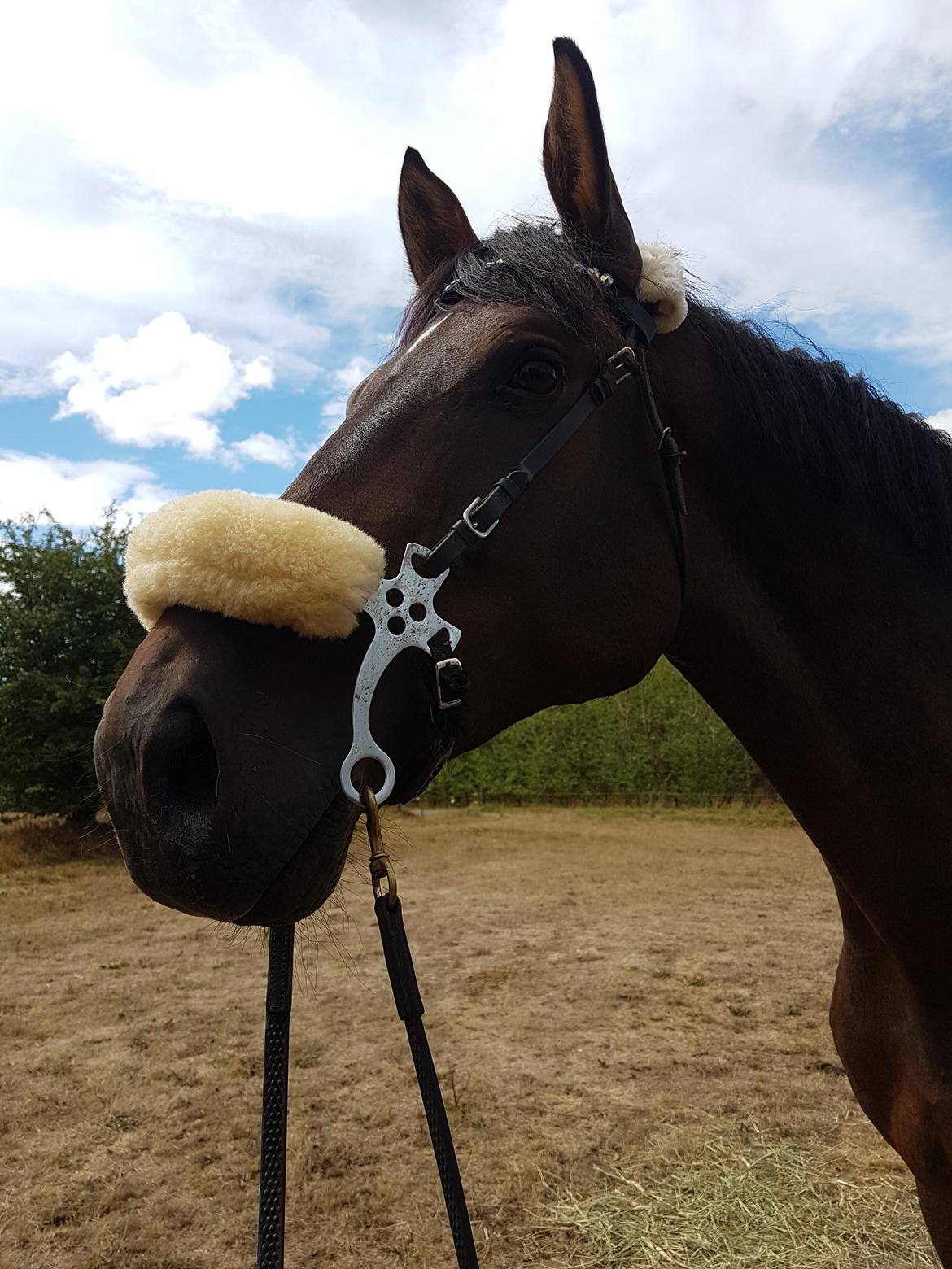 Holstener Canton billede 4