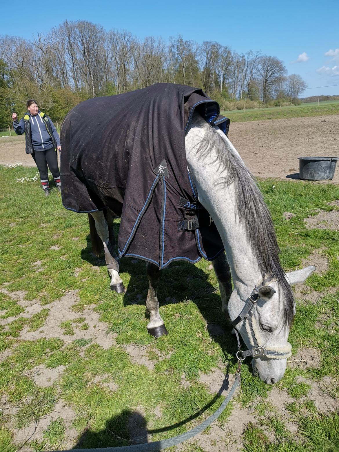 Dansk Varmblod (Miss Dulle) Mille billede 19