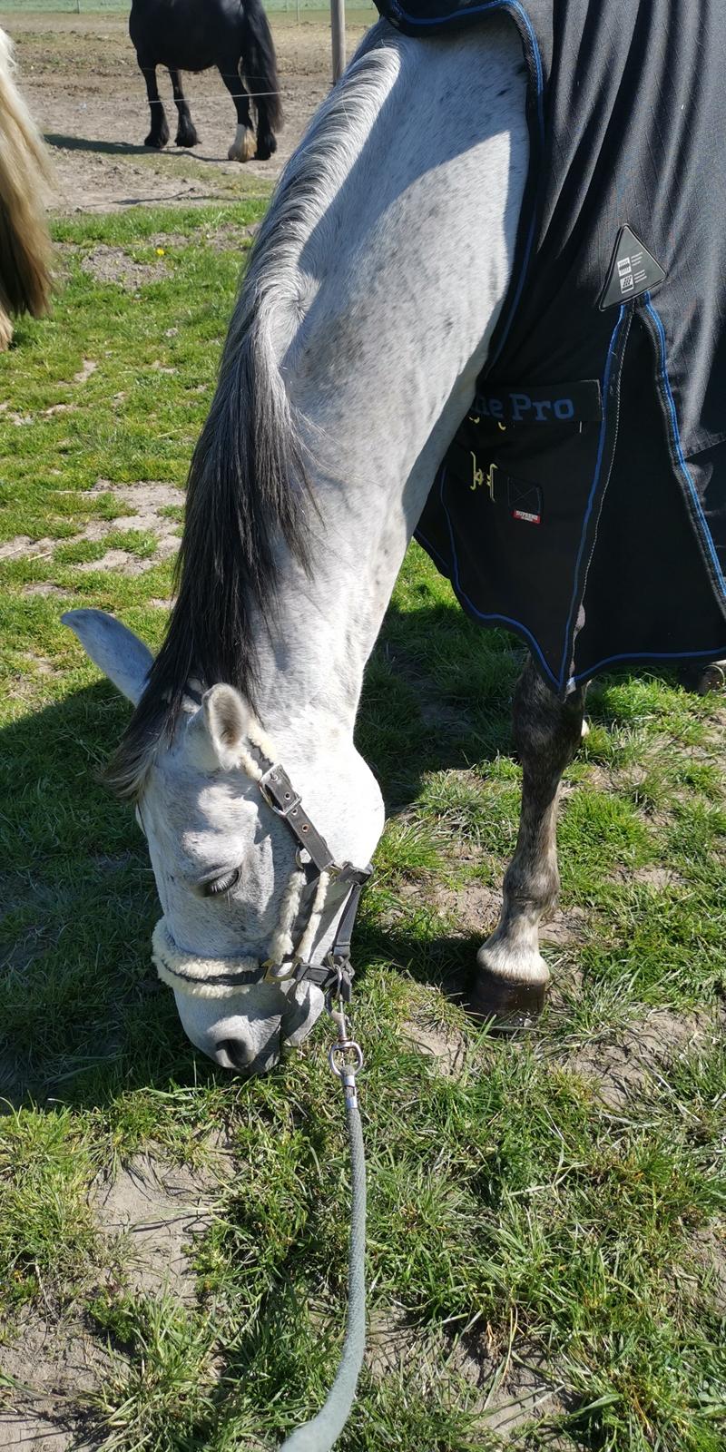 Dansk Varmblod (Miss Dulle) Mille billede 20