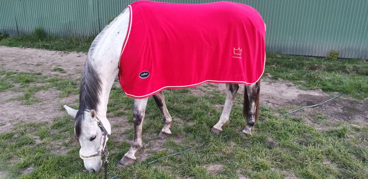 Dansk Varmblod (Miss Dulle) Mille billede 23