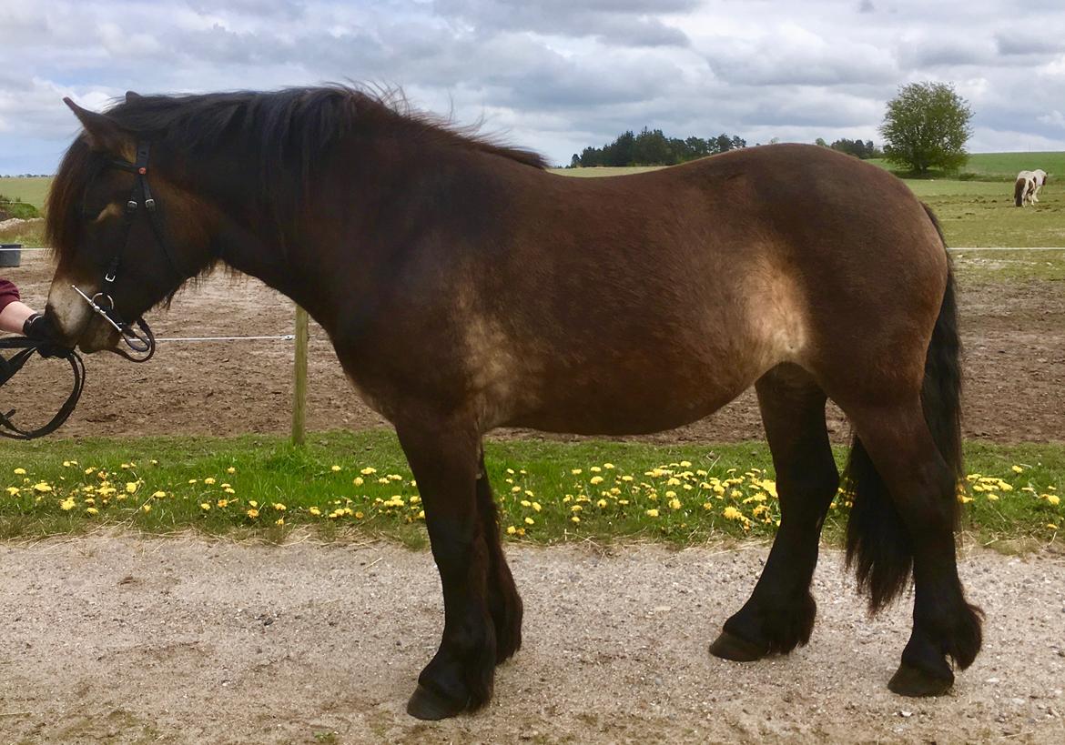 Nordsvensk Skovhest Ry's Zally - 07.05.19 billede 5