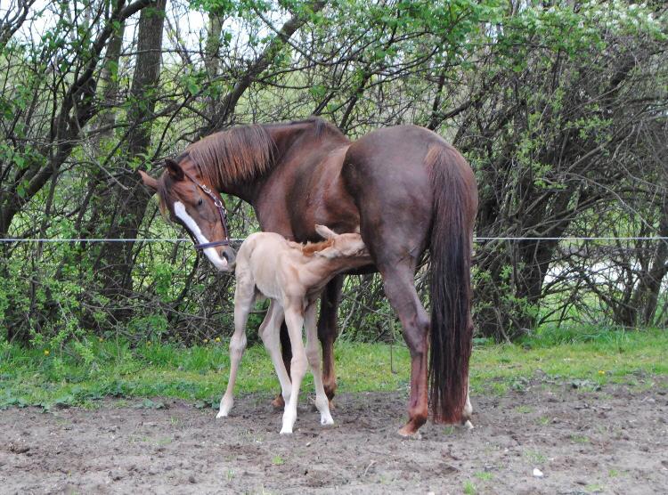 Palomino Silverline Winka billede 3