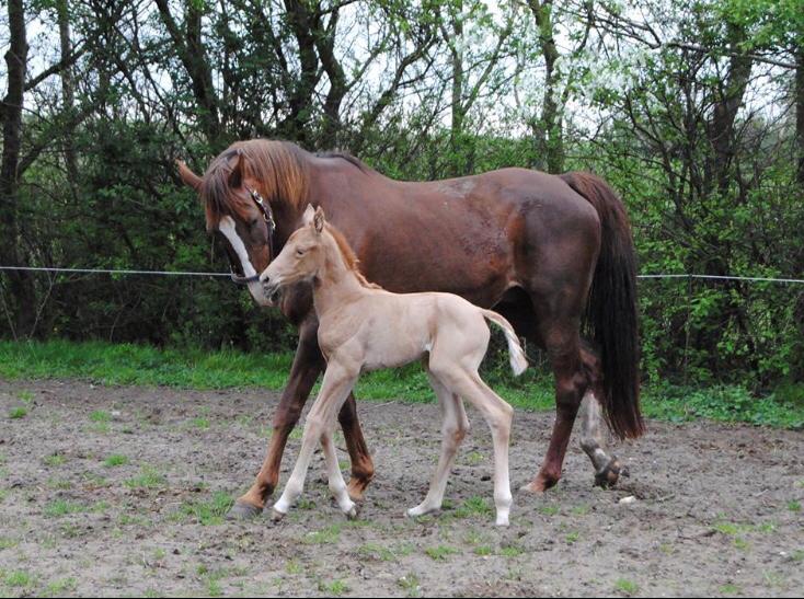 Palomino Silverline Winka billede 4