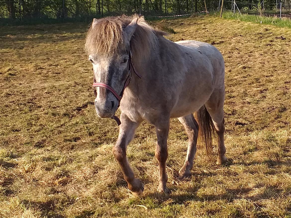 Knabstrupper Rughavens abby - Vores skønne Abby på Græs Maj 2019 billede 4