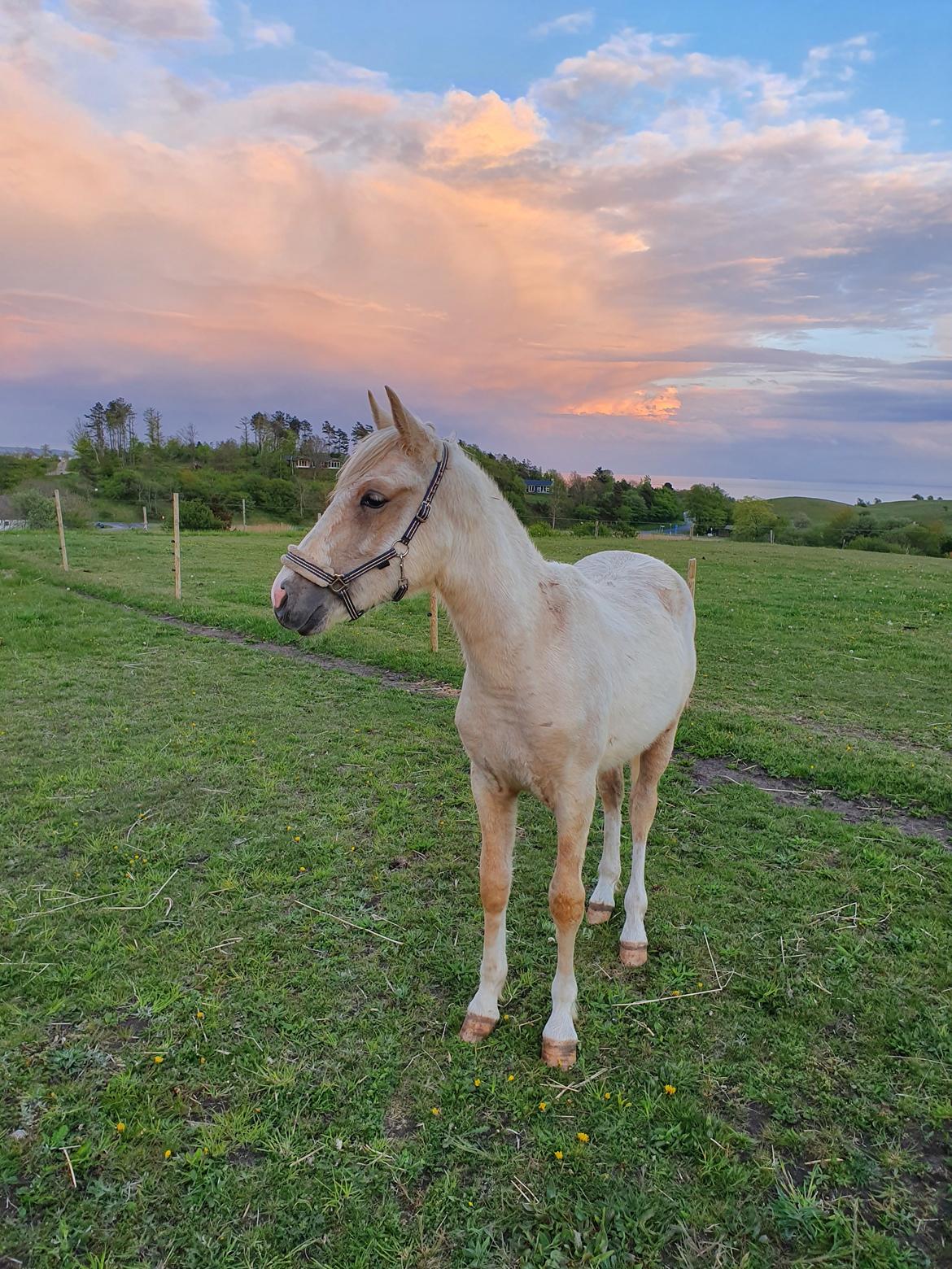 Anden særlig race Trolleys Altivo billede 10
