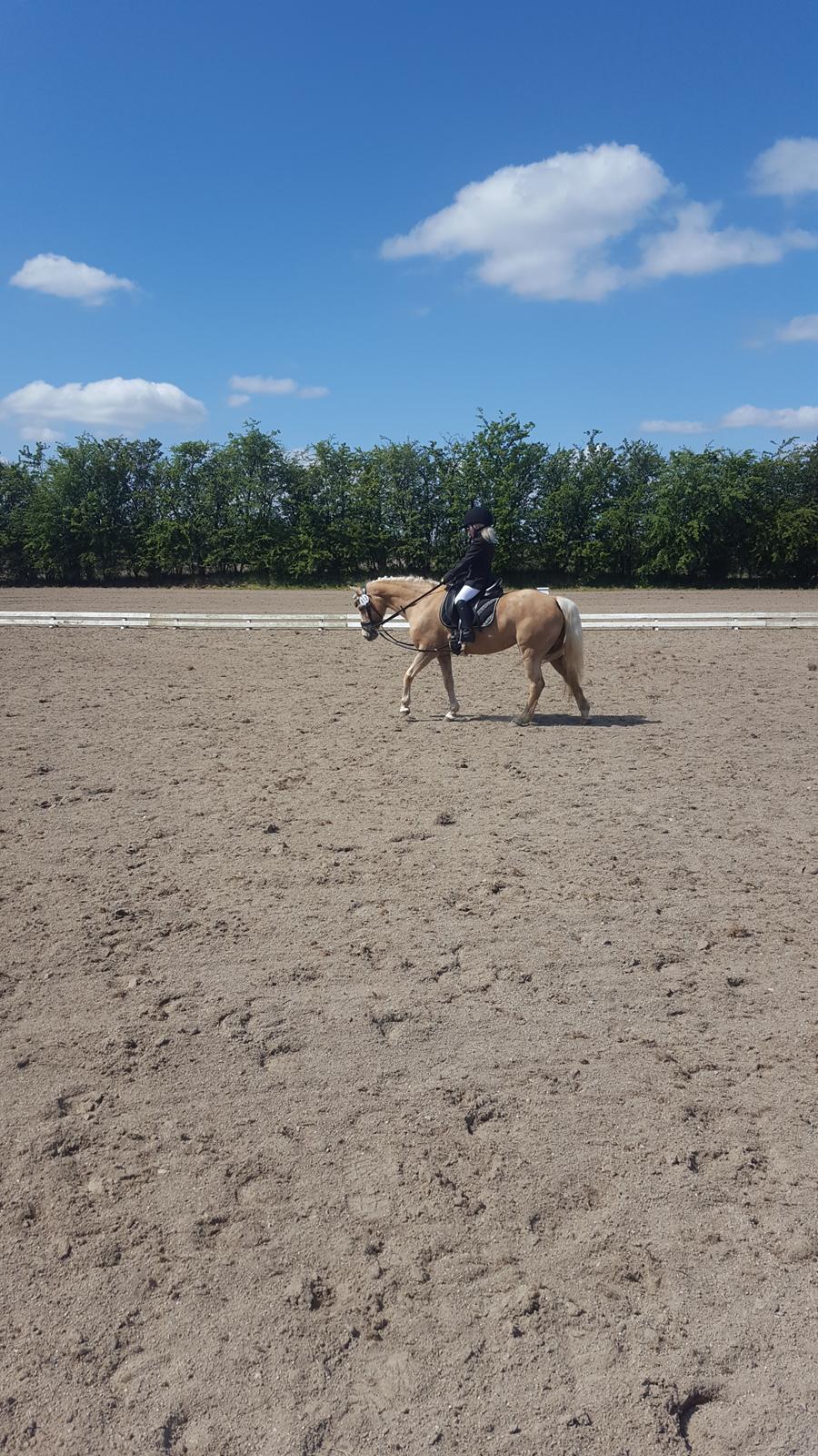 Anden særlig race Guldlok aka Gurli (RIP) billede 16