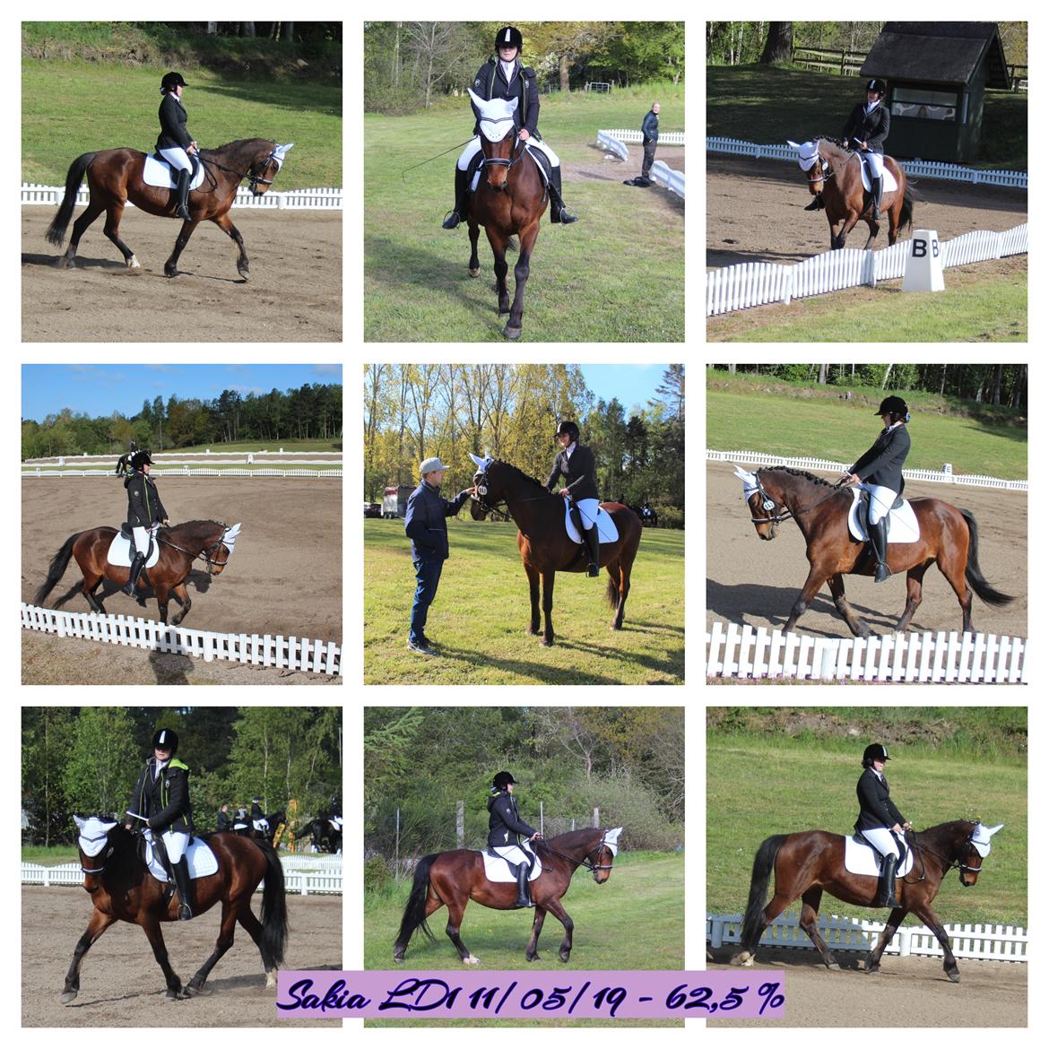 Anden særlig race Karlsbjerggårds sakia billede 14