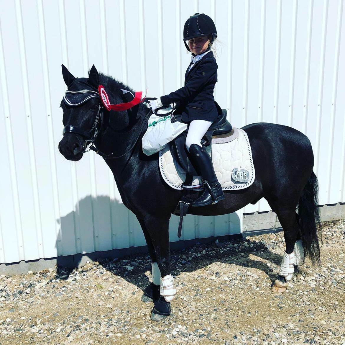 Anden særlig race Felix billede 16