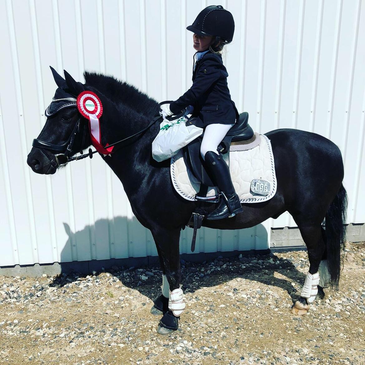 Anden særlig race Felix billede 17