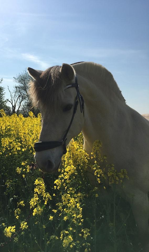 Fjordhest Romeo's hans billede 9