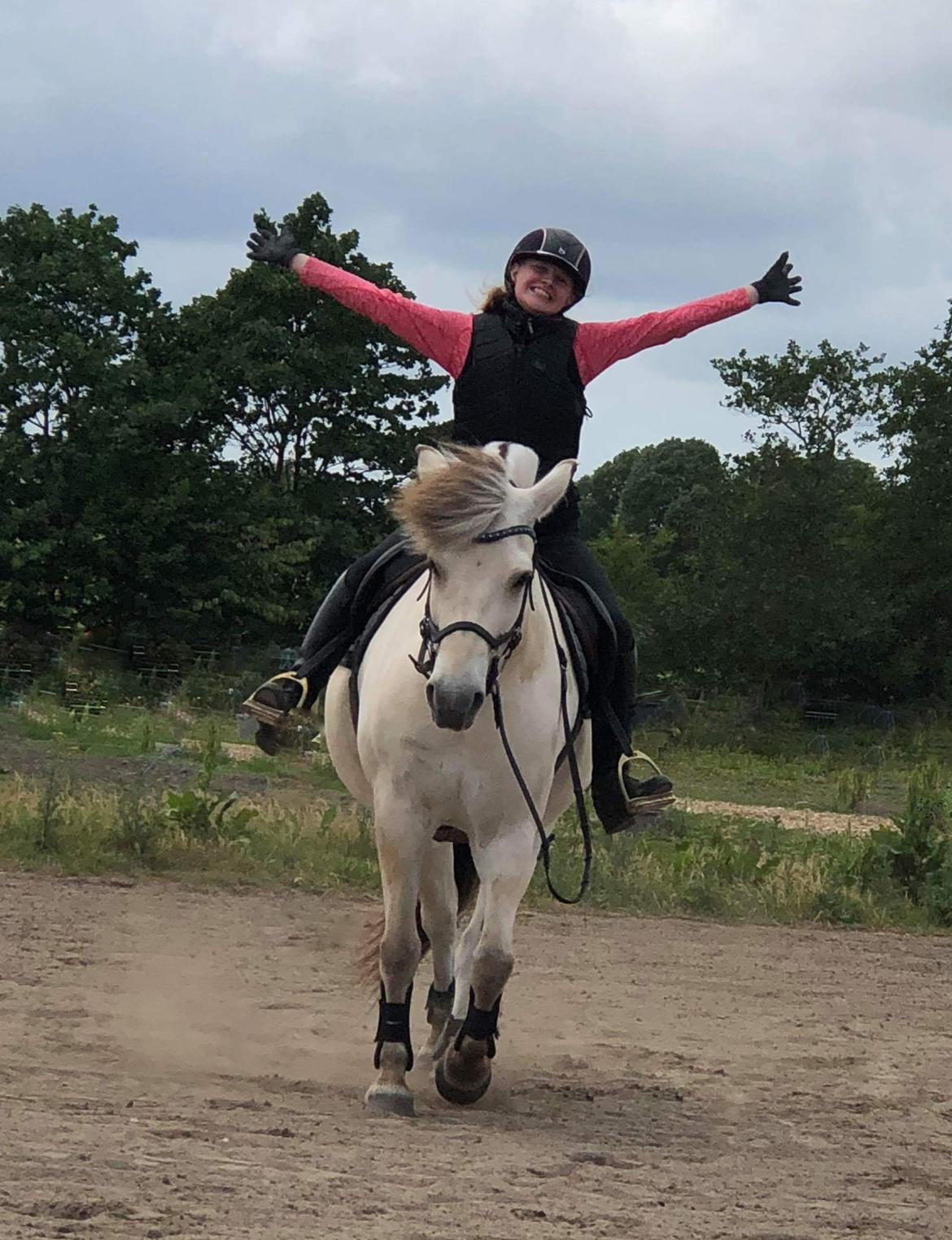 Fjordhest Romeo's hans billede 5