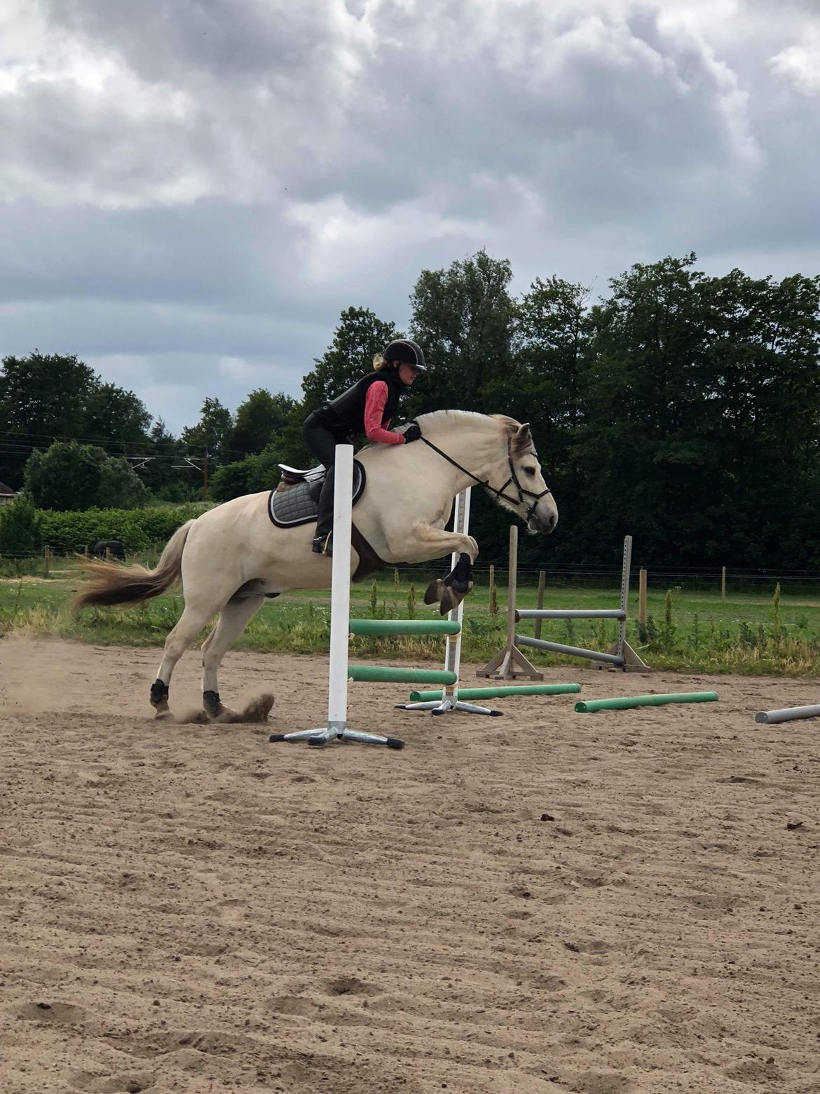 Fjordhest Romeo's hans billede 7