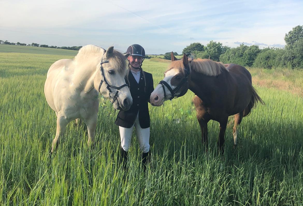 Fjordhest Romeo's hans billede 8