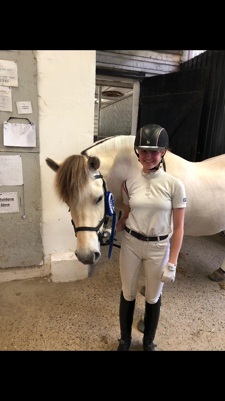 Fjordhest Romeo's hans billede 3