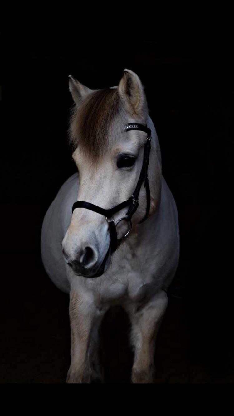 Fjordhest Romeo's hans billede 2