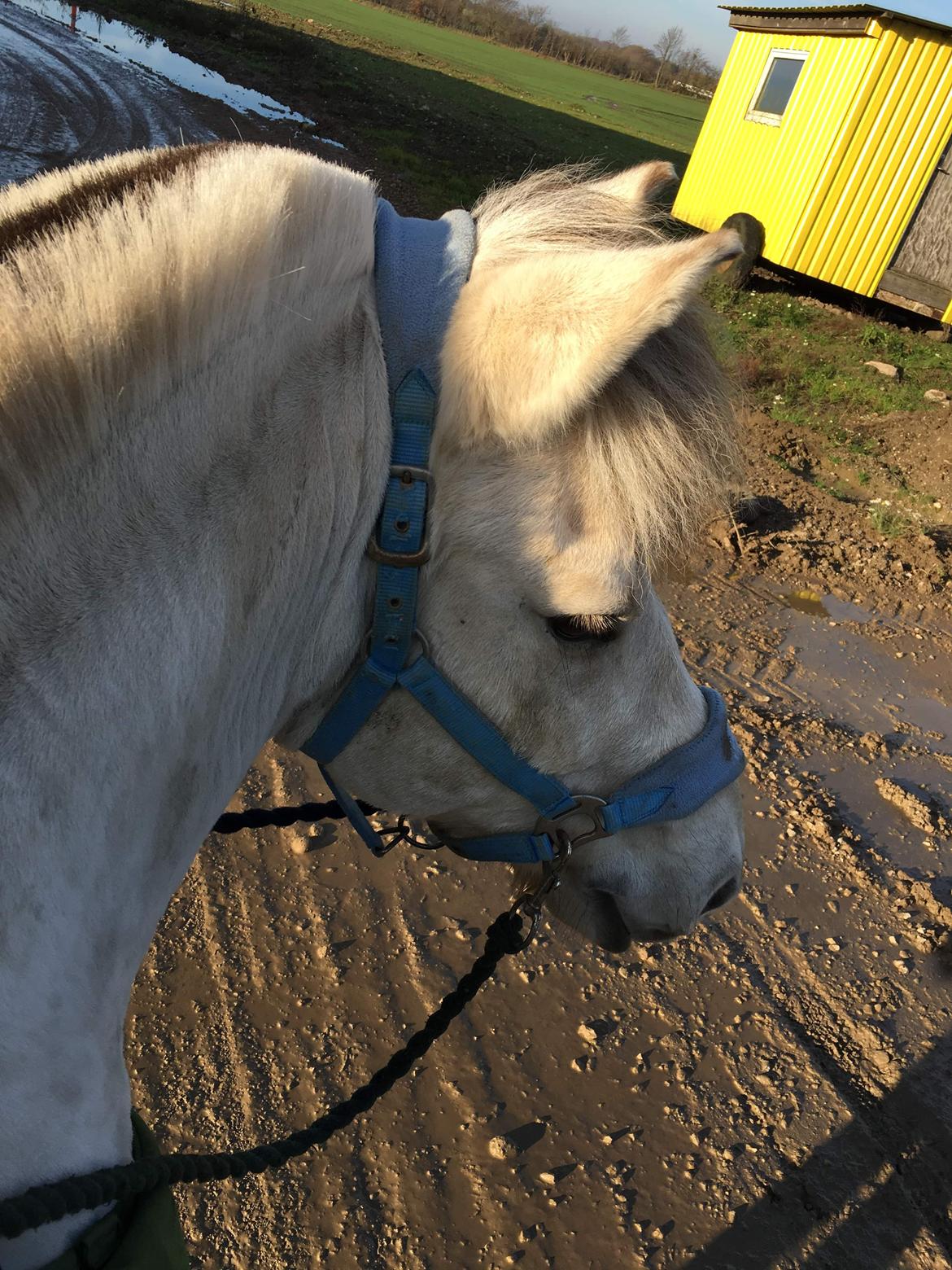 Fjordhest Romeo's hans billede 11