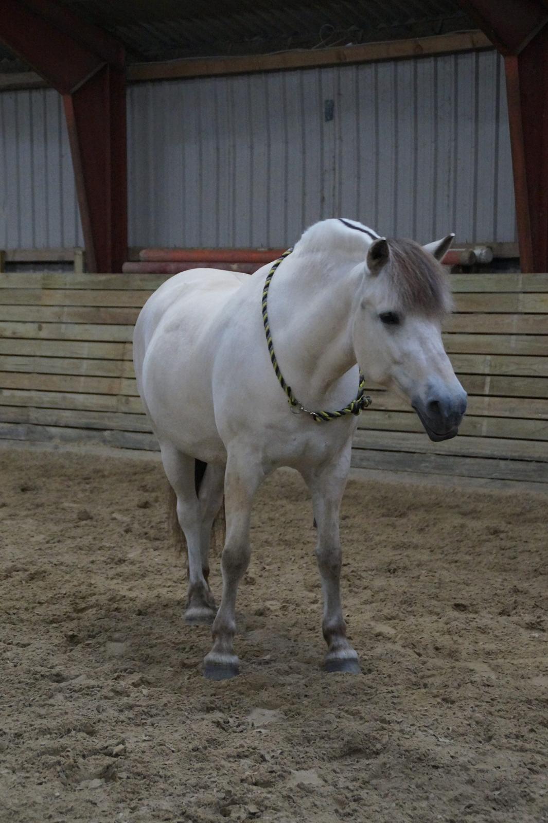 Fjordhest Romeo's hans billede 12