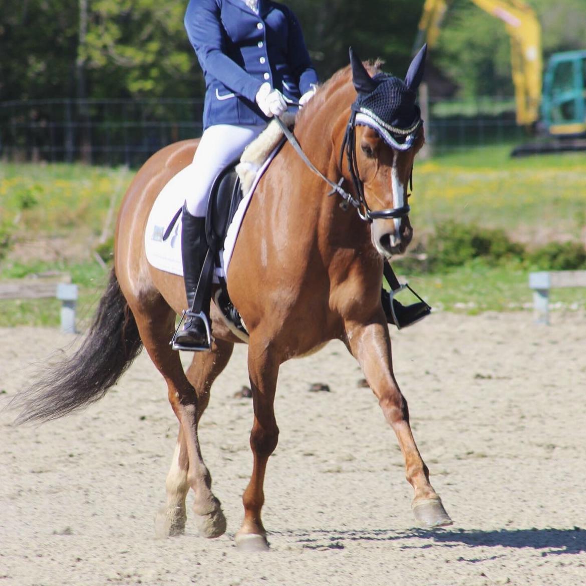 Anden særlig race Elmegaardens Scarlett billede 9