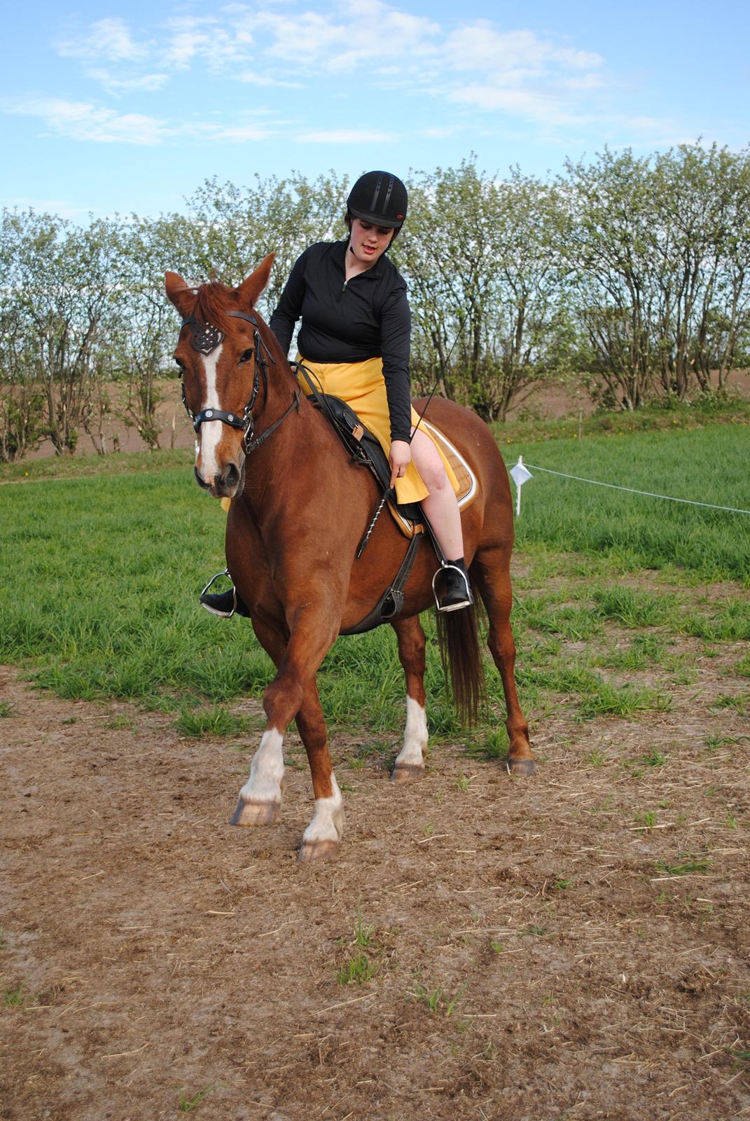 Frederiksborg Casio - første gang han laver spanske skridt hvo4 jeg sidder i sadlen! <3 14-05 2019 billede 8