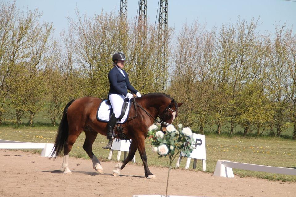 Welsh Cob (sec D) Borchs Aragorn (dnk) billede 9