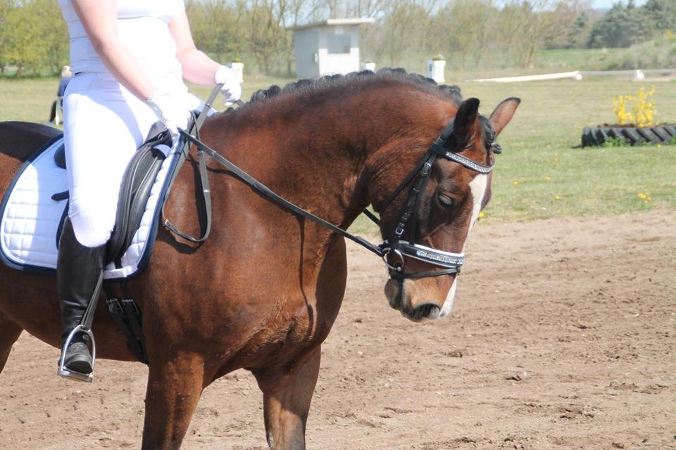 Welsh Cob (sec D) Borchs Aragorn (dnk) billede 11