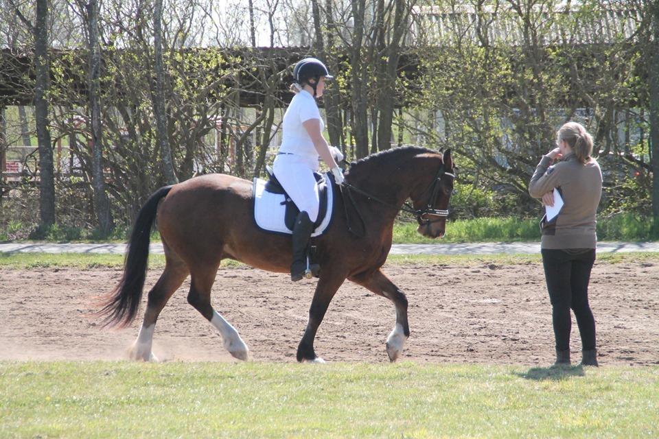 Welsh Cob (sec D) Borchs Aragorn (dnk) billede 12