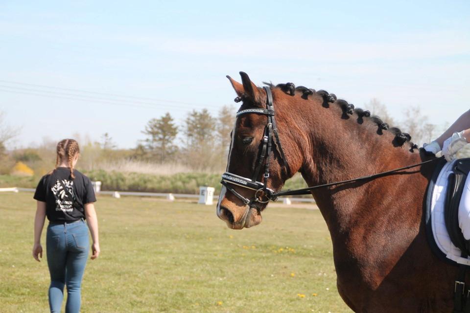 Welsh Cob (sec D) Borchs Aragorn (dnk) billede 14