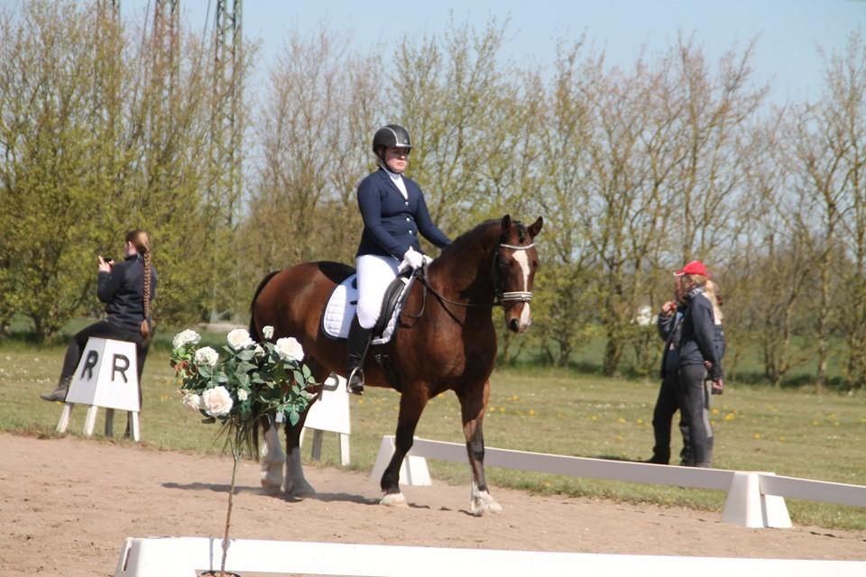 Welsh Cob (sec D) Borchs Aragorn (dnk) billede 10