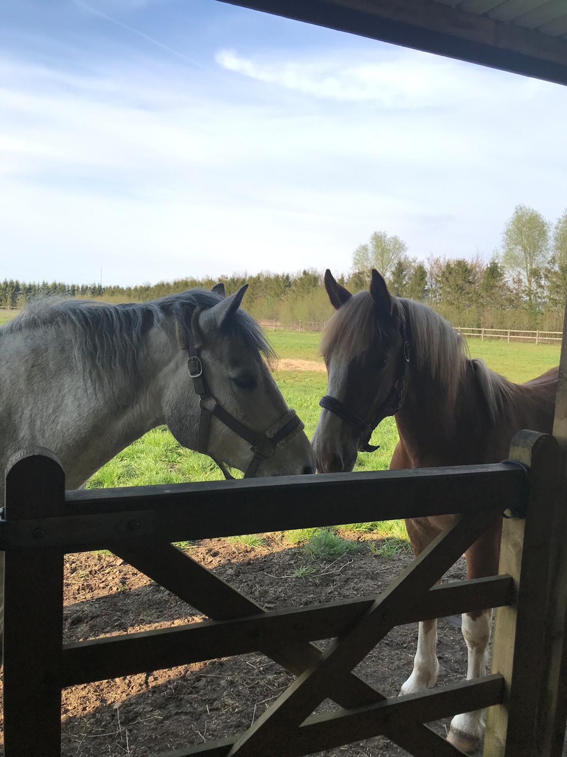 Connemara Skærgårdens Epic Love billede 38