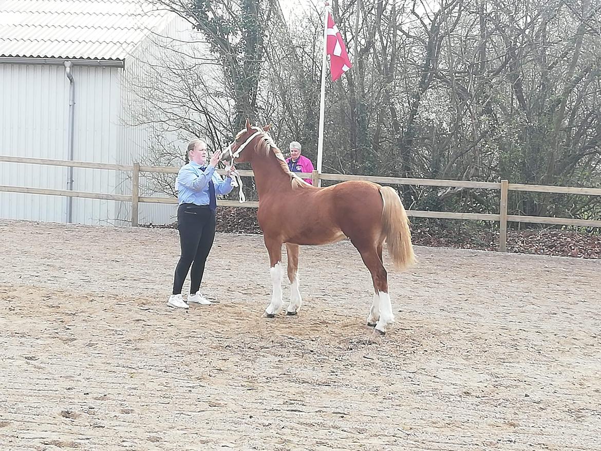 Welsh Cob (sec D) Nasebas Alemona  billede 4