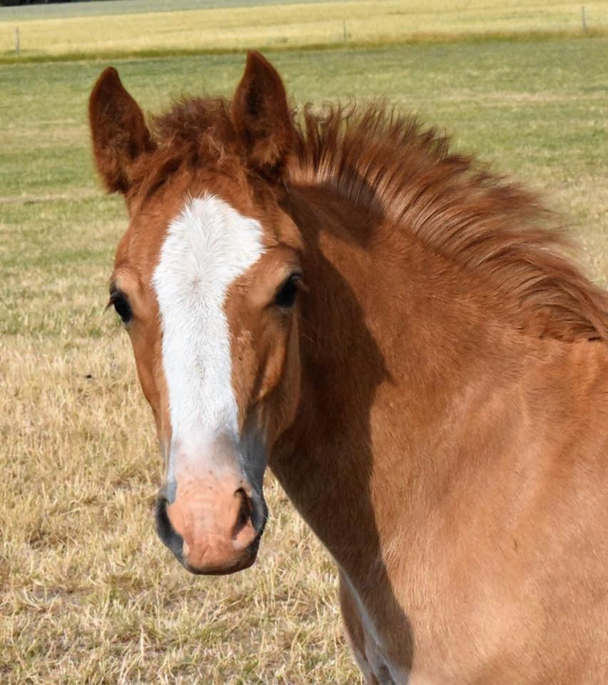 Welsh Cob (sec D) Nasebas Alemona  billede 3