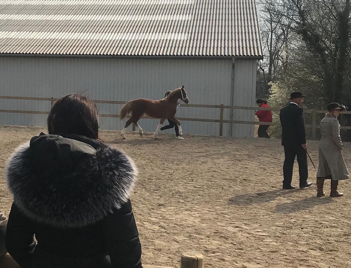 Welsh Cob (sec D) Nasebas Alemona  billede 6