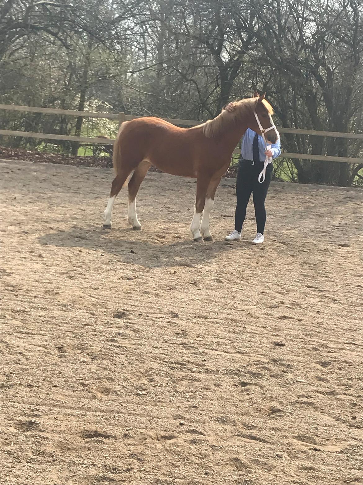 Welsh Cob (sec D) Nasebas Alemona  billede 5