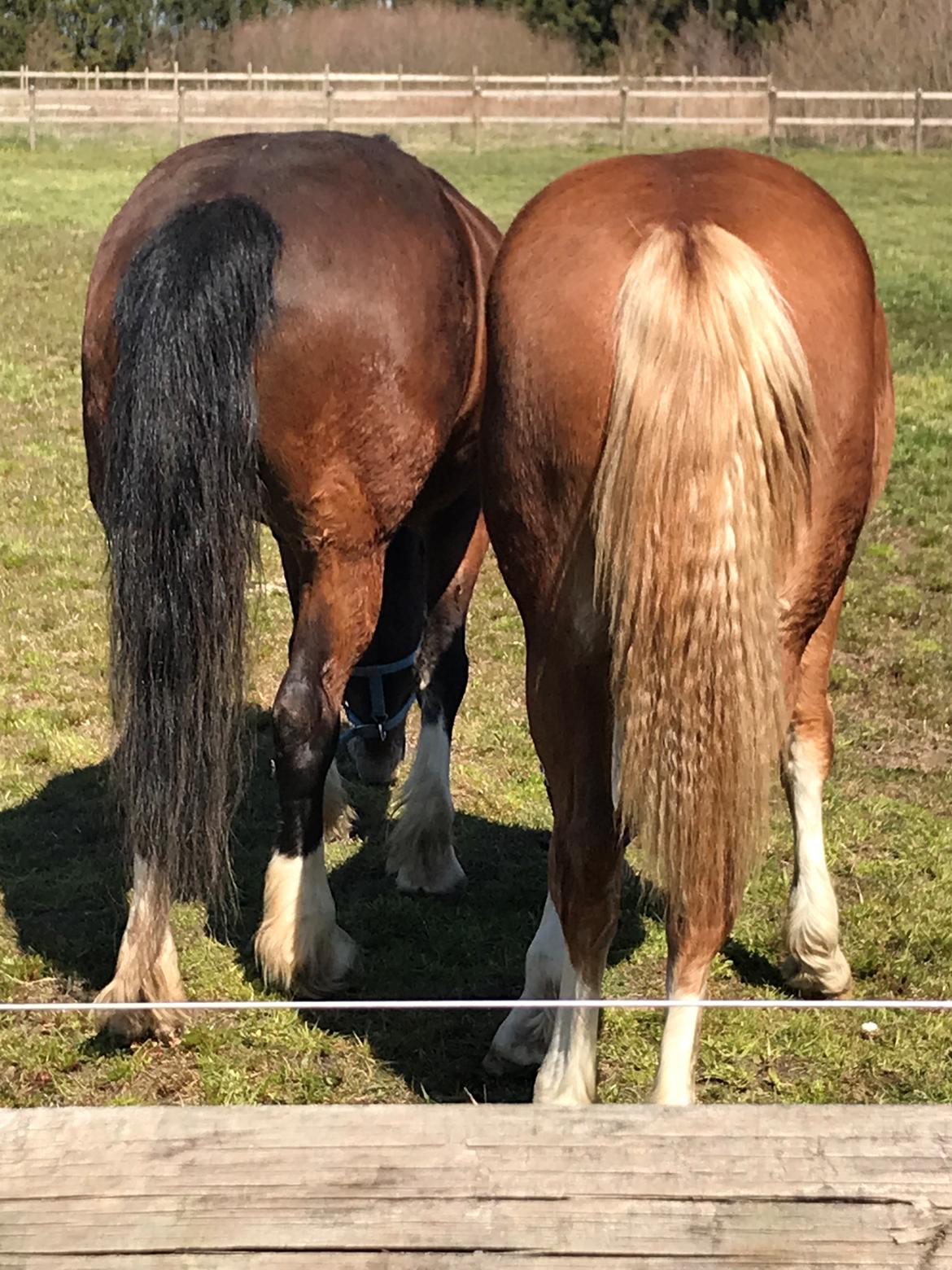 Welsh Cob (sec D) Nasebas Alemona  billede 9