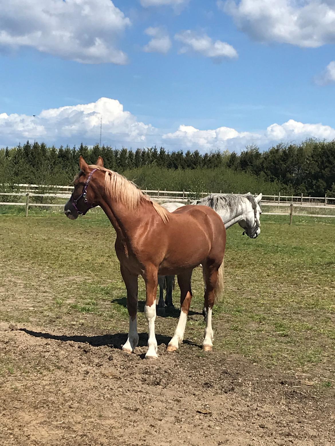 Welsh Cob (sec D) Nasebas Alemona  billede 12