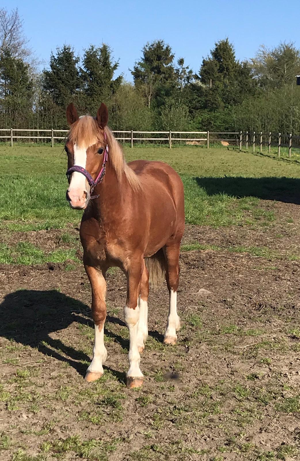 Welsh Cob (sec D) Nasebas Alemona  billede 11