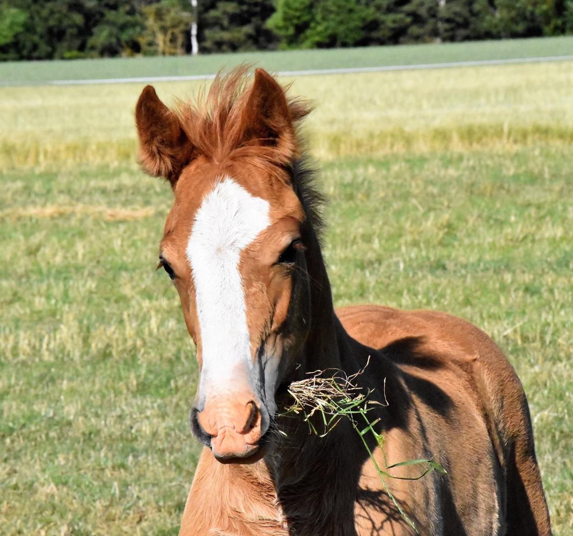 Welsh Cob (sec D) Nasebas Alemona  billede 16