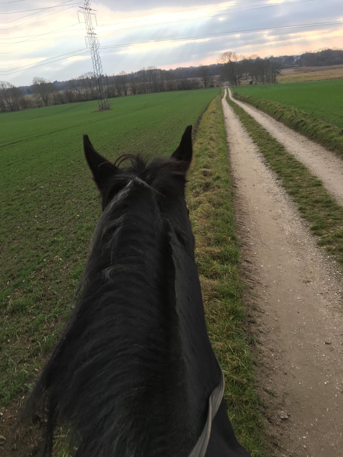 Anden særlig race Horsebjerg massimou billede 7