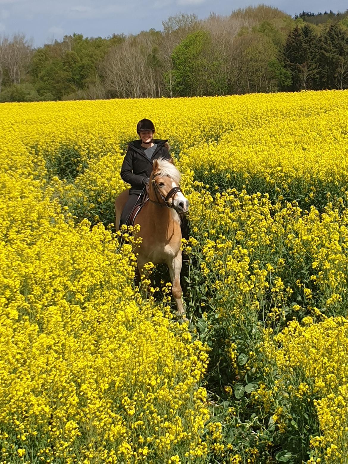 Haflinger Maldini Van Abeele billede 1