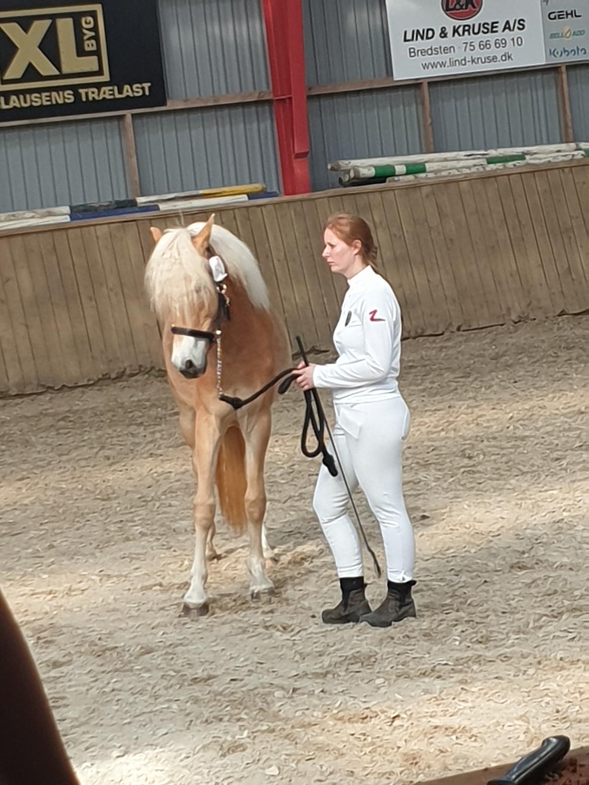 Haflinger Gro af Åtte bjerge billede 3