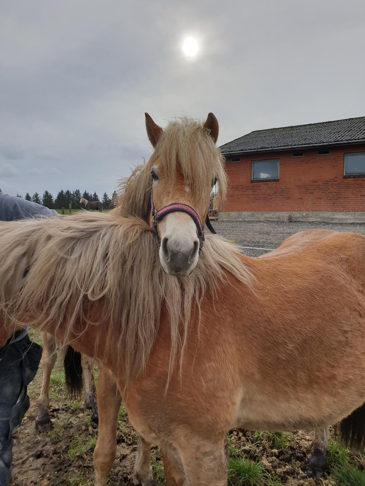 Haflinger Gro af Åtte bjerge billede 13