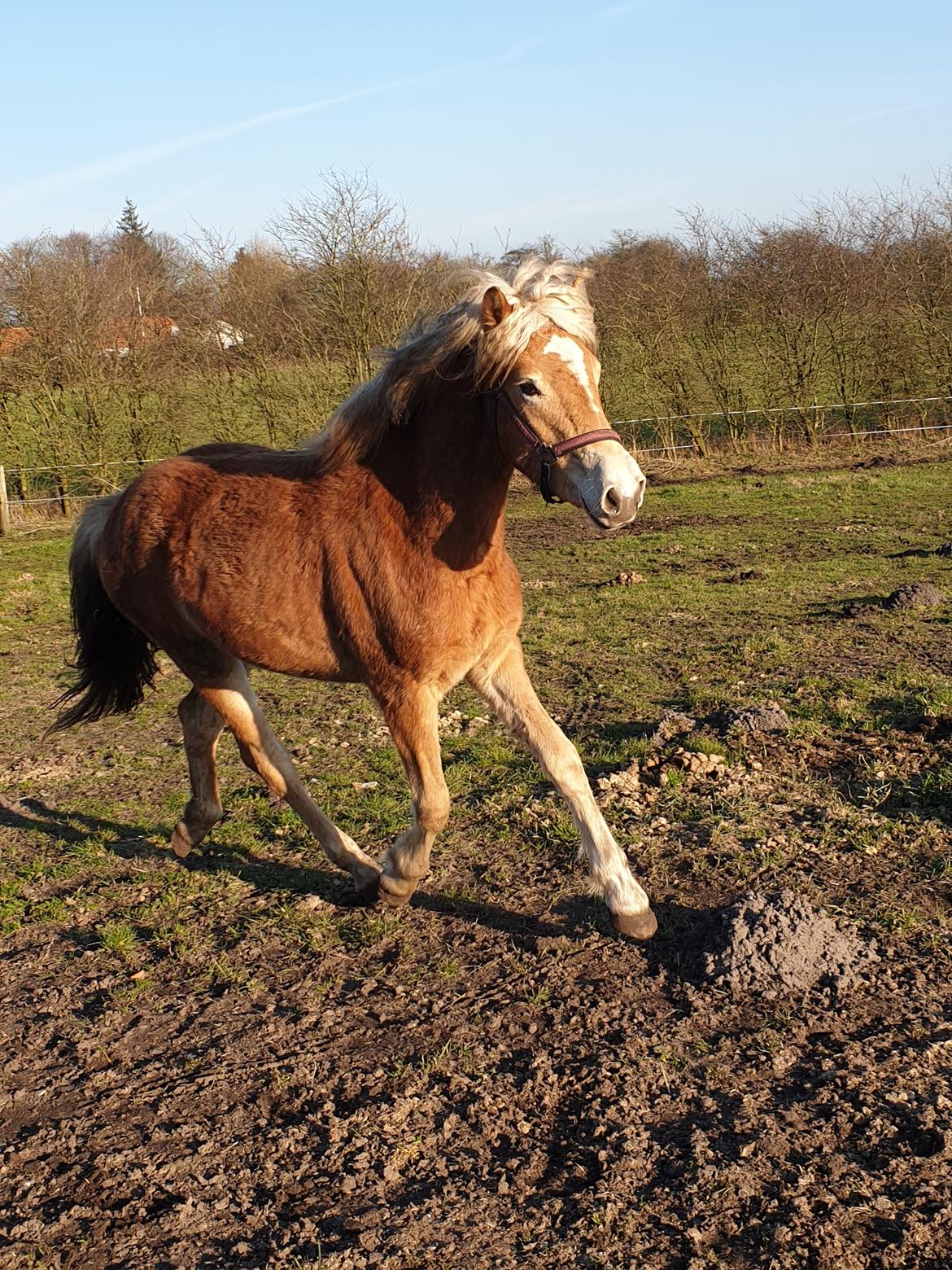 Haflinger Gro af Åtte bjerge billede 12