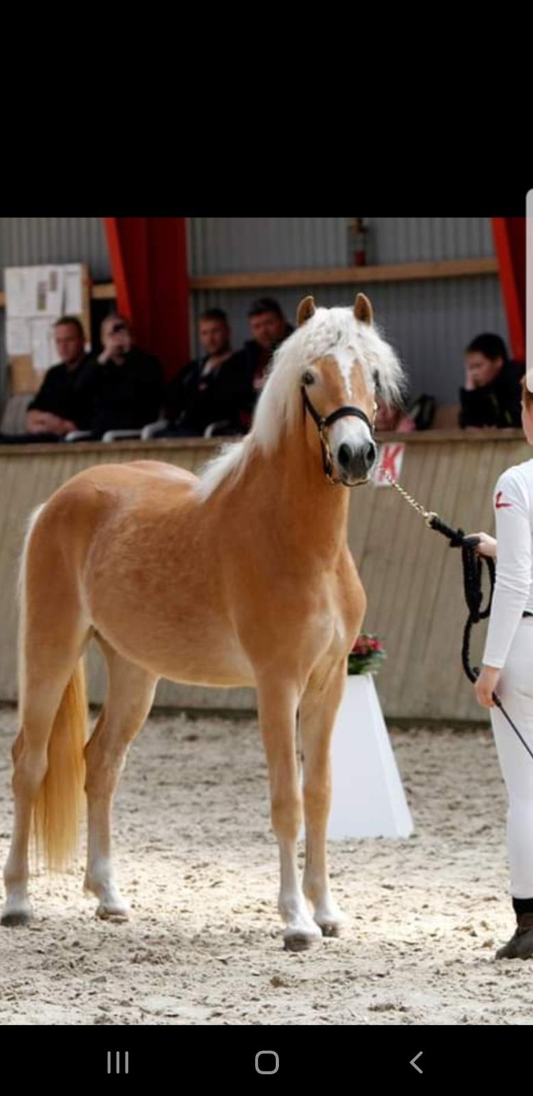 Haflinger Gro af Åtte bjerge billede 1