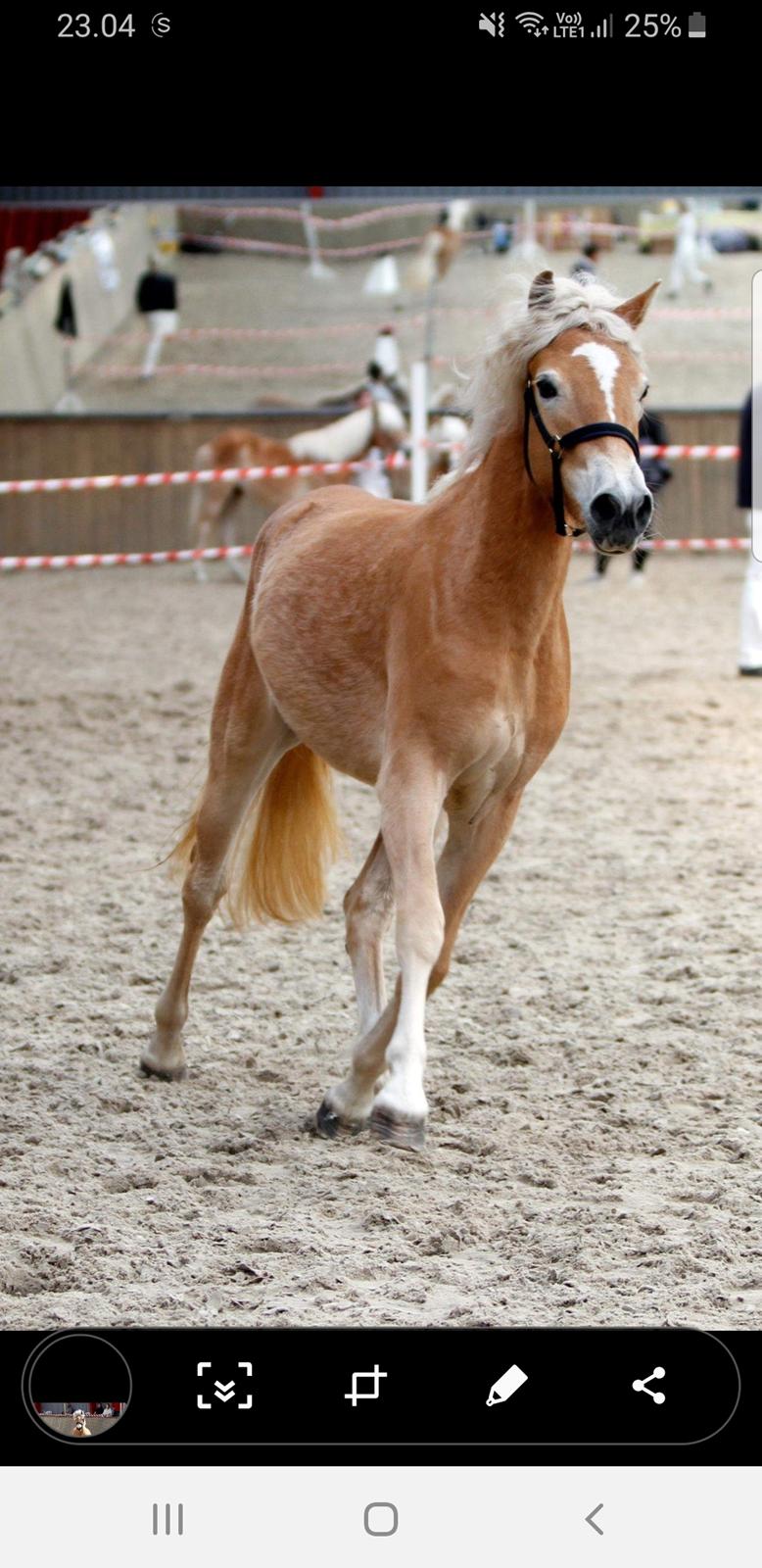 Haflinger Gro af Åtte bjerge billede 15
