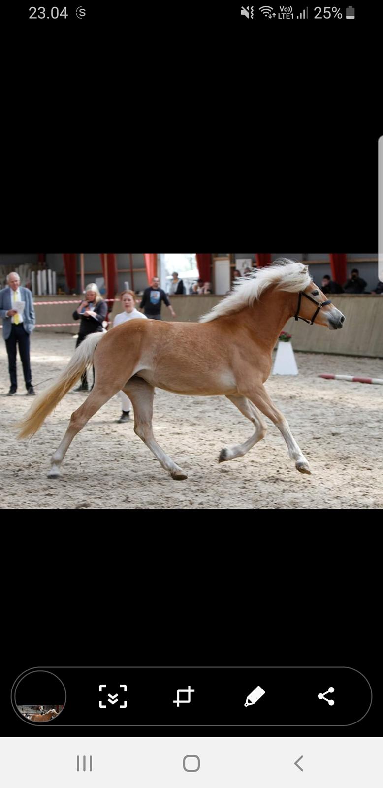 Haflinger Gro af Åtte bjerge billede 14