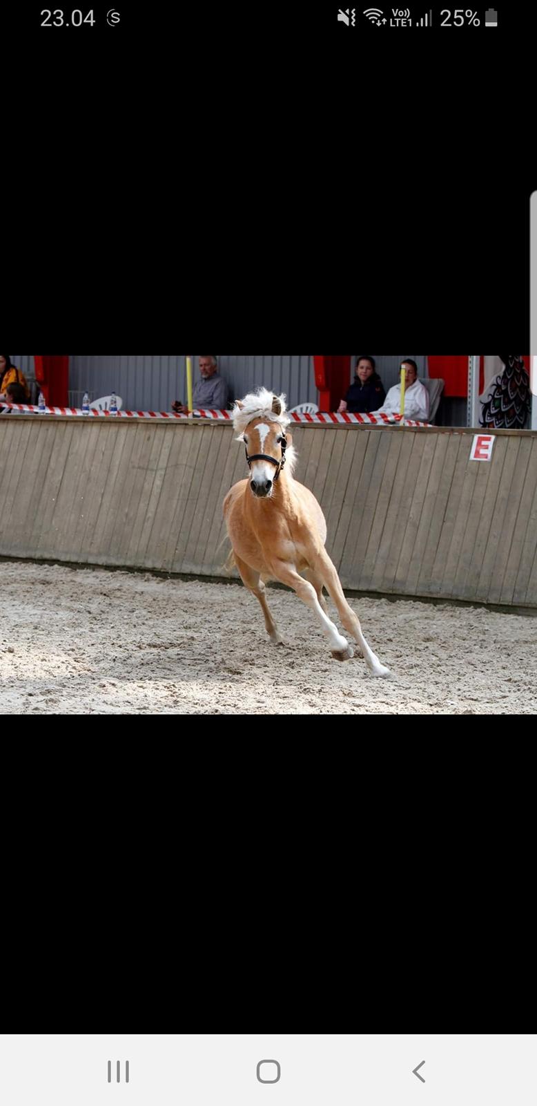 Haflinger Gro af Åtte bjerge billede 6