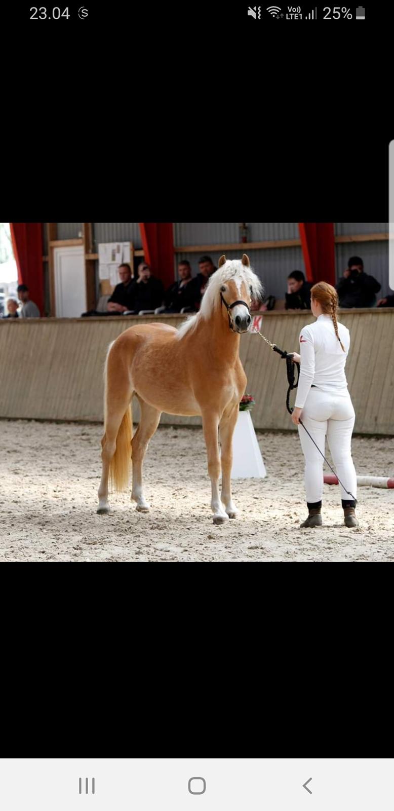 Haflinger Gro af Åtte bjerge billede 2