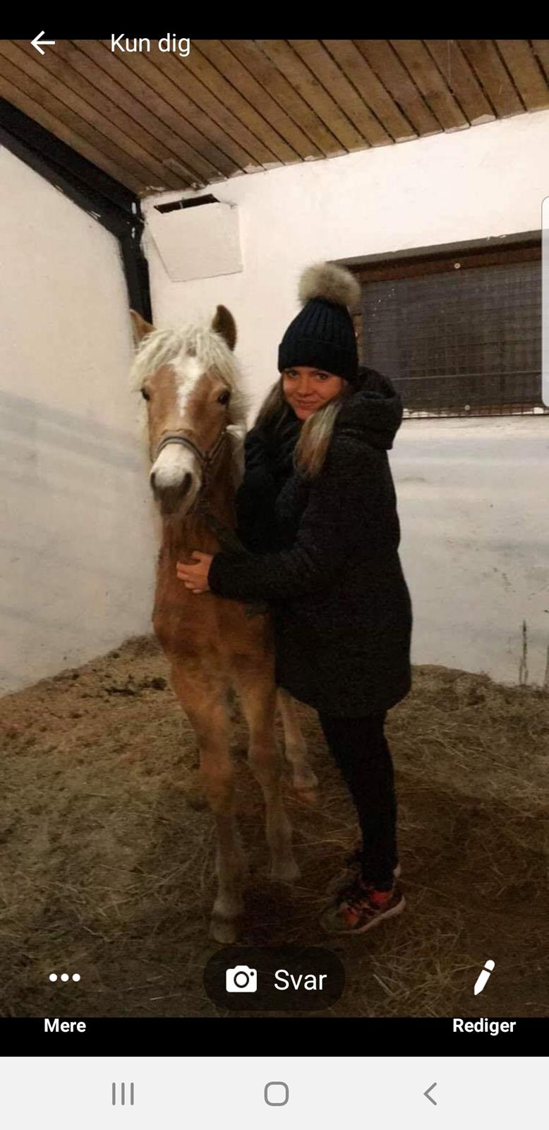 Haflinger Gro af Åtte bjerge billede 16